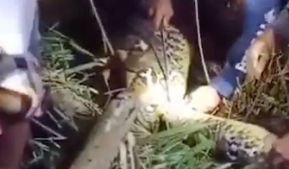 Tragödie auf Indonesischer Insel: Frau von Python verschlungen