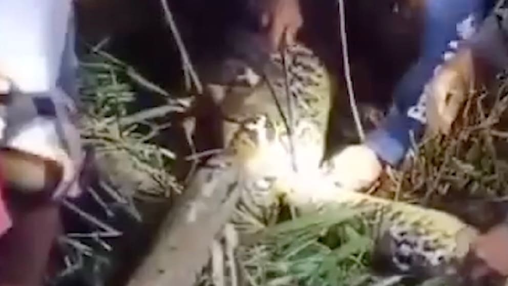 Tragödie auf Indonesischer Insel: Frau von Python verschlungen
