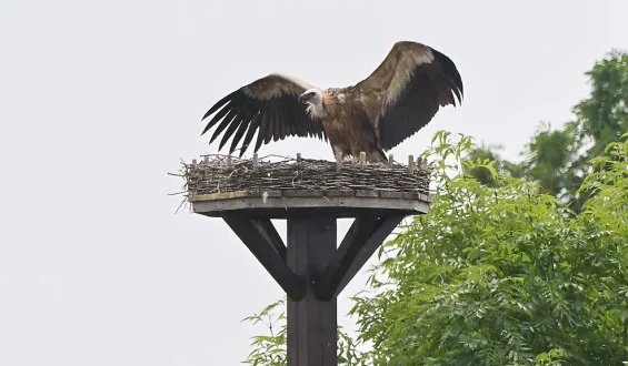 Seltene Attacke eines Gänsegeiers auf Storchennest bei Hannover