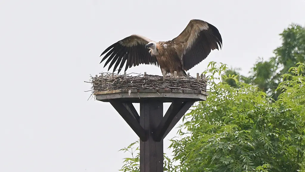 Seltene Attacke eines Gänsegeiers auf Storchennest bei Hannover