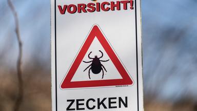 Erntezeit für Holunderblüten: Tipps von Franzi Schweiger