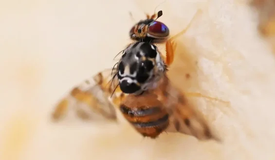 Gefahr durch die Mittelmeerfruchtfliege