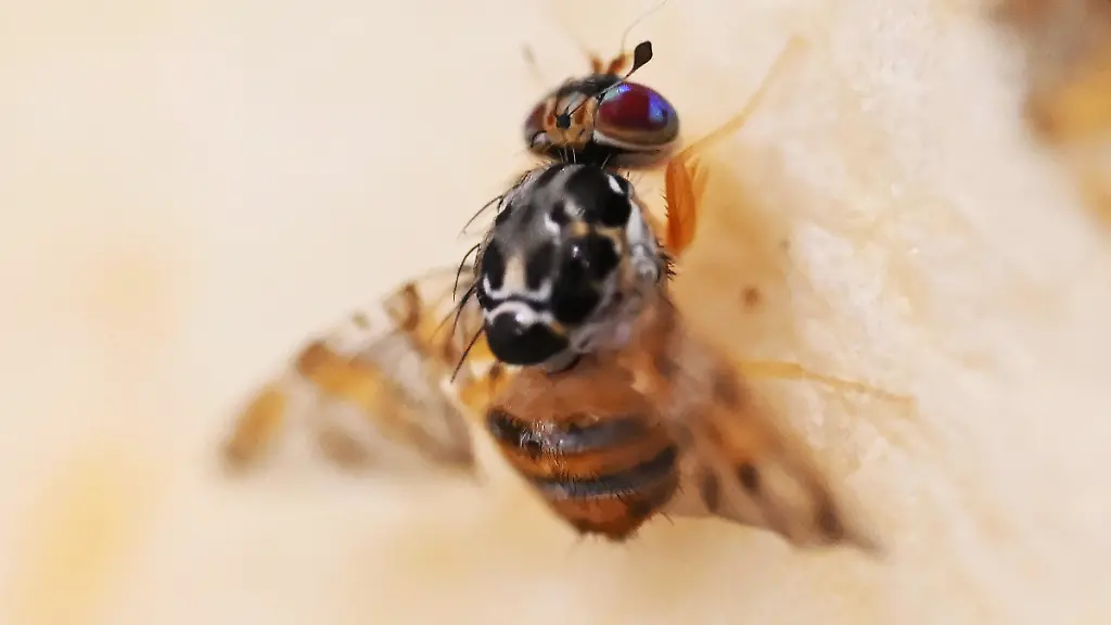 Gefahr durch die Mittelmeerfruchtfliege