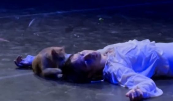 Katze unterbricht Ballett-Aufführung von Romeo und Julia