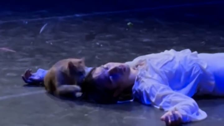 Katze unterbricht Ballett-Aufführung von Romeo und Julia