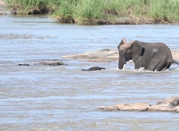 Drama im Fluss: Elefanten-Baby wird aus Strömung gerettet