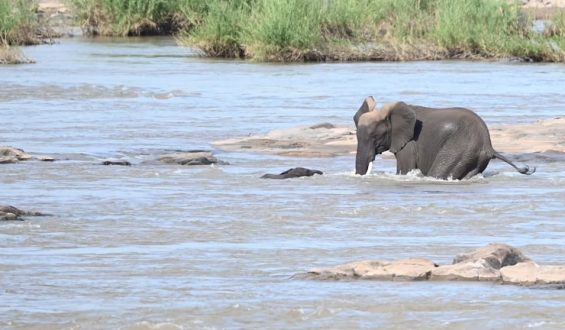 Drama im Fluss: Elefanten-Baby wird aus Strömung gerettet