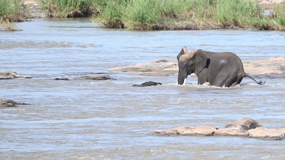 Drama im Fluss: Elefanten-Baby wird aus Strömung gerettet