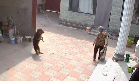Hund von Schlange gebissen: Schmerzhaftes Ende der Neugier