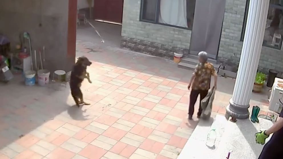 Hund von Schlange gebissen: Schmerzhaftes Ende der Neugier