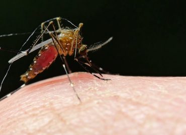 Google’s Moskito-Projekt zur Bekämpfung von Krankheitsüberträgern