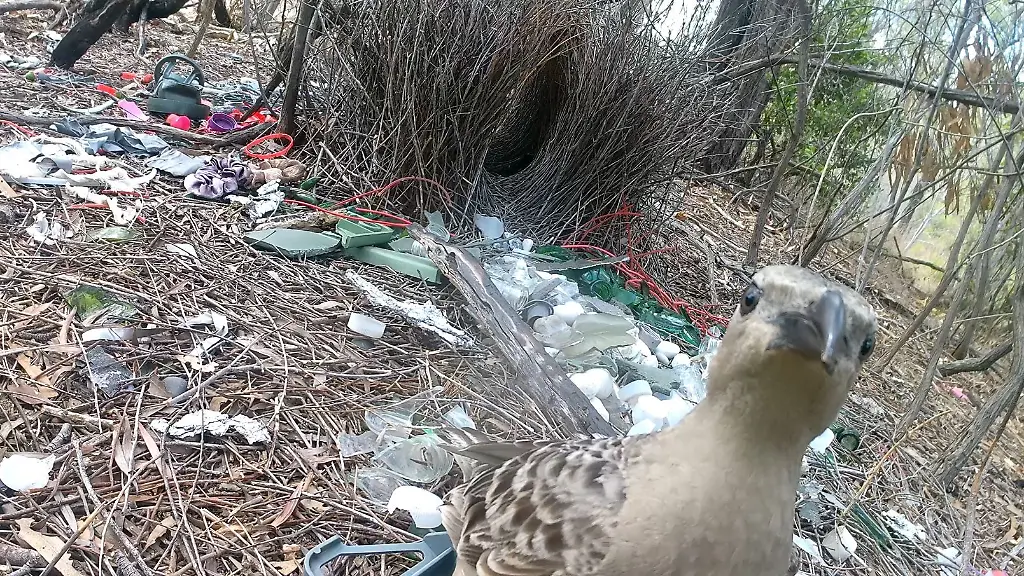 Laubenvögel balzen mit urbanem Müll