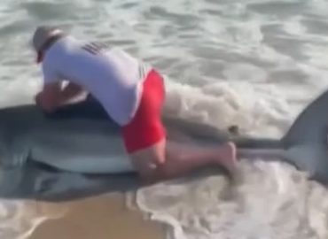 Hai-Angriff in Sydney: Frau in Lebensgefahr