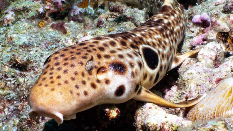 Neue Spezies entdeckt: Laufender Mutanten-Hai in Papua-Neuguinea