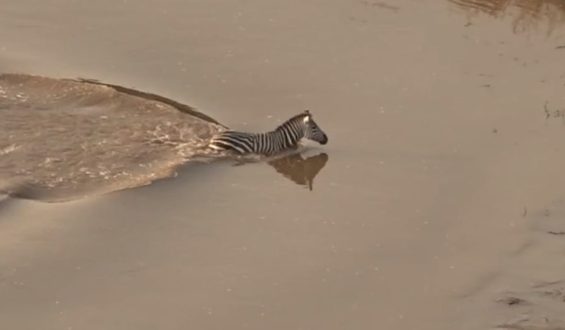 Zebra entkommt Krokodilen, wird aber dennoch Beute