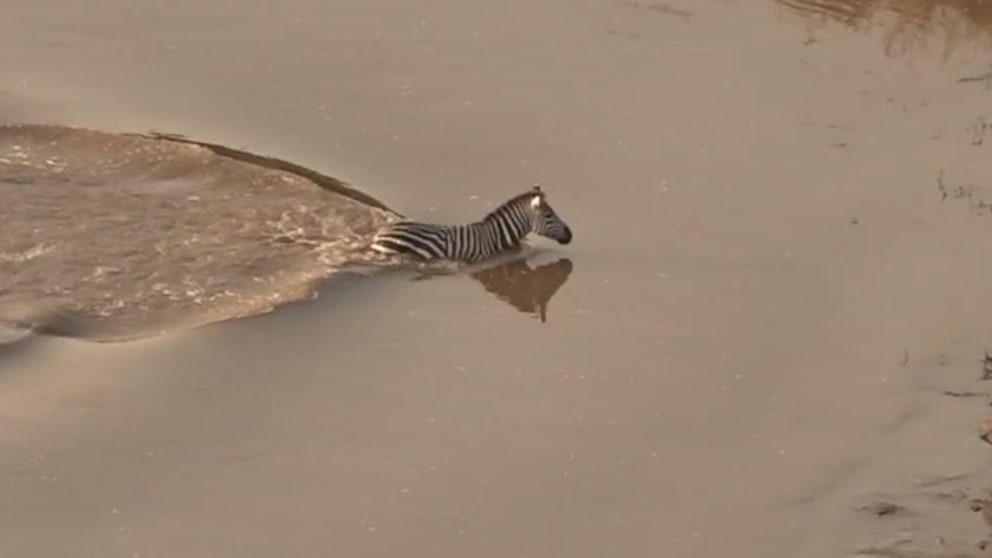 Zebra entkommt Krokodilen, wird aber dennoch Beute