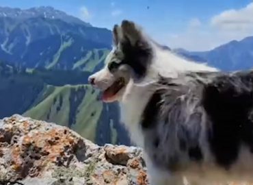 Hund mit 1,5 Millionen Followern Opfer tragischer Entführung