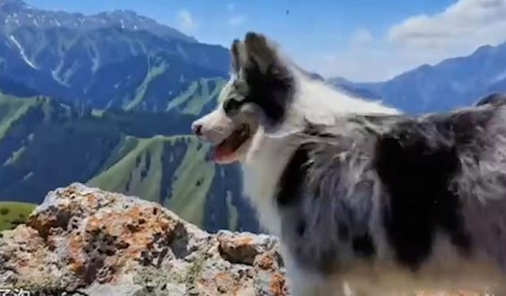 Hund mit 1,5 Millionen Followern Opfer tragischer Entführung