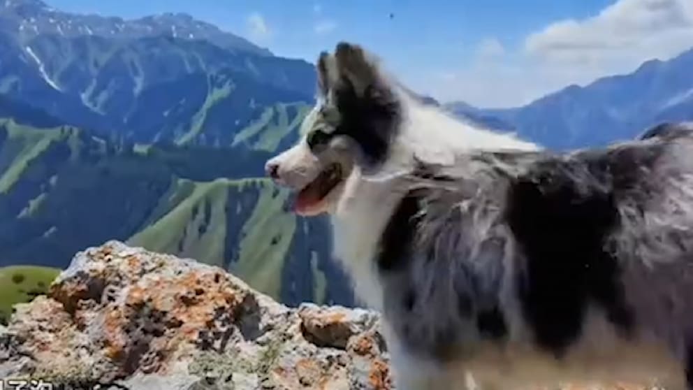 Hund mit 1,5 Millionen Followern Opfer tragischer Entführung