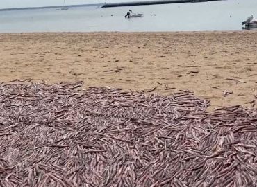 Tausende Tintenfische gestrandet in Provincetown