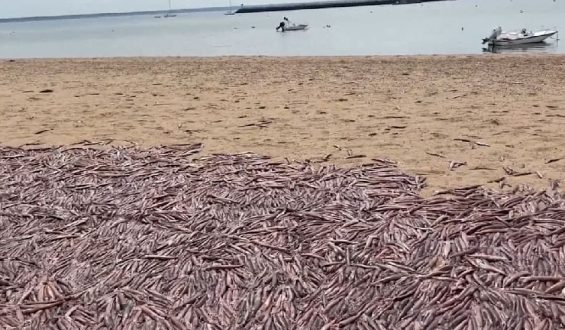 Tausende Tintenfische gestrandet in Provincetown