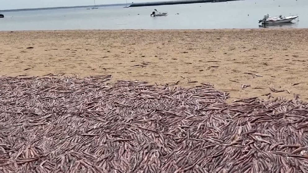 Tausende Tintenfische gestrandet in Provincetown