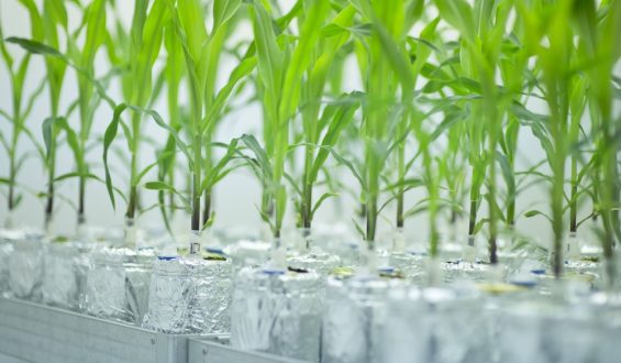 Gelockerte Gentechnik-Regeln: Profit statt Weltrettung