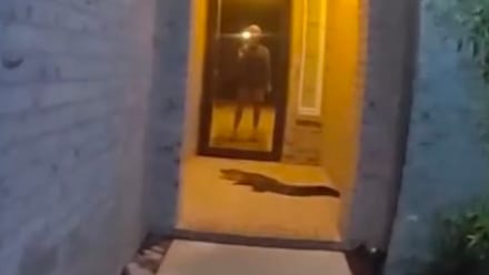 Mann gefangen im Haus: Plötzlich lauert ein Alligator vor der Tür