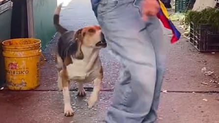 Hund Beißt Zu: Überraschter Reaktion auf Dauergewackel