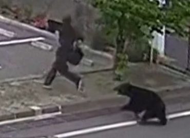 Bär verletzt vier Personen in Fukushima