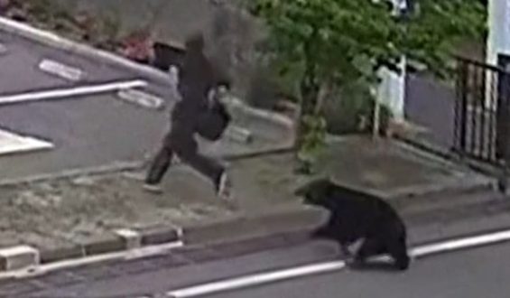 Bär verletzt vier Personen in Fukushima