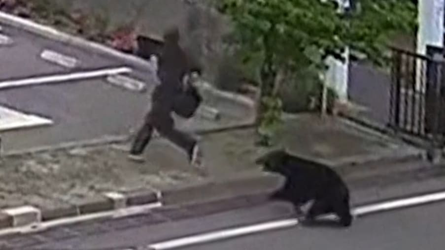 Bär verletzt vier Personen in Fukushima