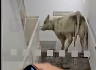 Kühe stürmen Notaufnahme in Hessen