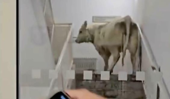 Kühe stürmen Notaufnahme in Hessen