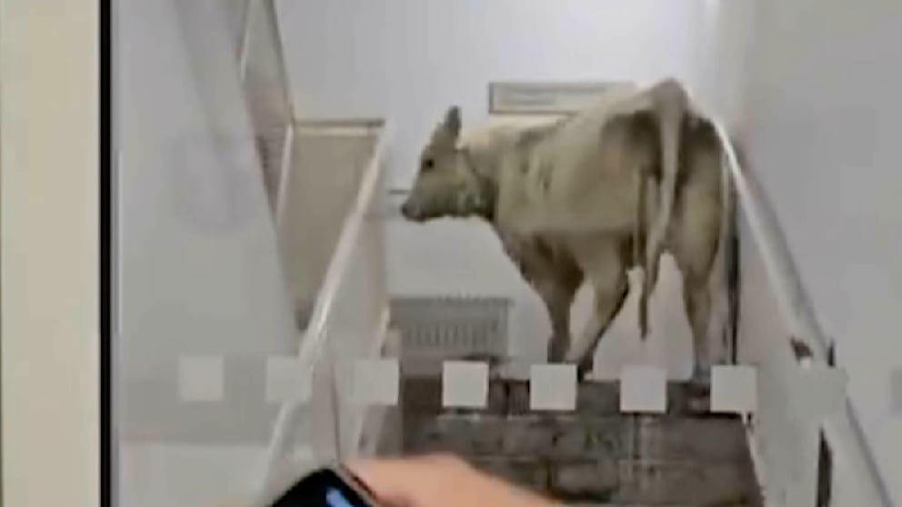 Kühe stürmen Notaufnahme in Hessen