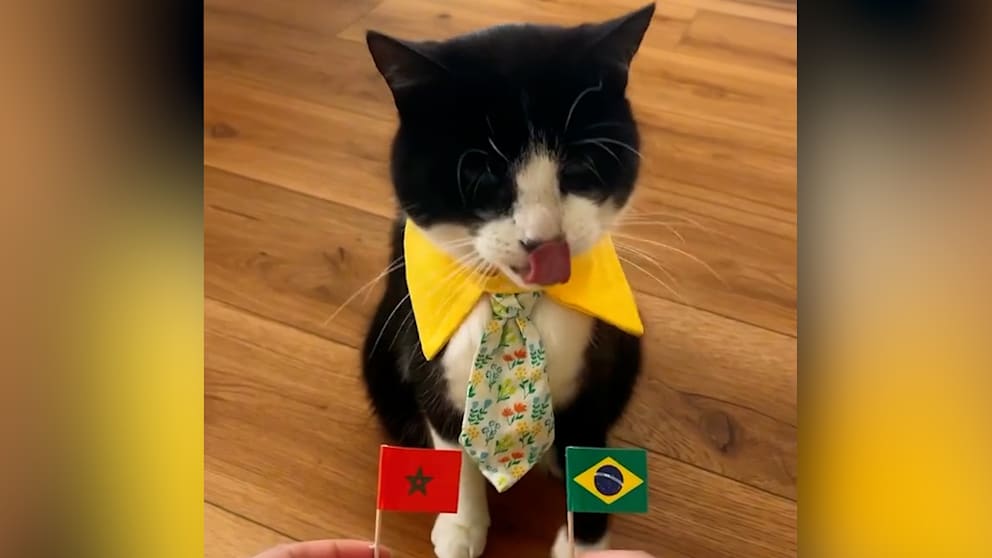 Katze Billy: Ein überraschender Fußballorakel aus Delaware
