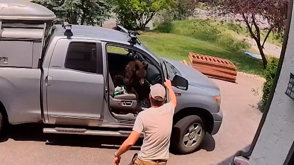 Handwerker findet wildes Tier in seinem Auto