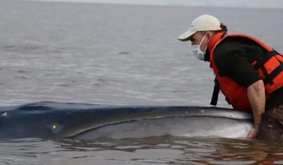 Wal stirbt trotz Rettungsversuchen im Río de la Plata