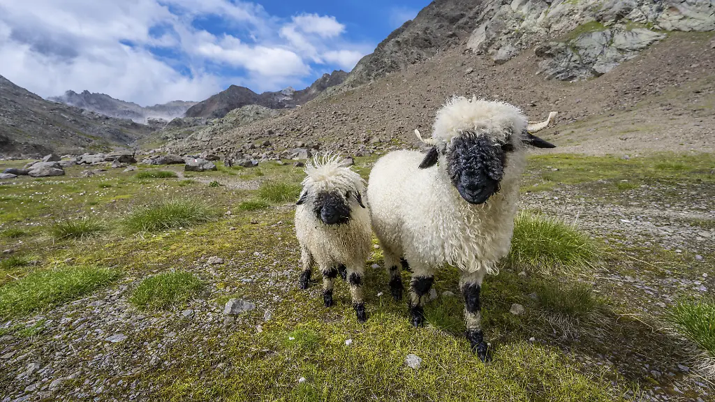 Drama in den Schweizer Alpen: 97 Schafe vom Blitz erschlagen