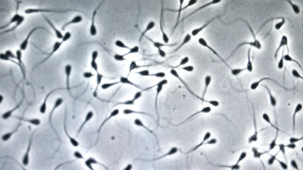Luftverschmutzung beeinflusst Spermien-DNA: Mögliche Auswirkungen auf Nachkommen