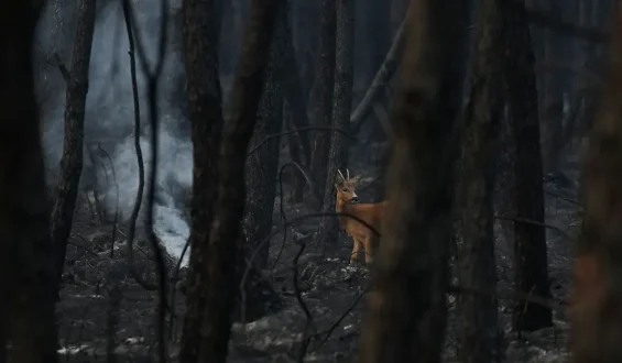 Feuerwehr kämpft gegen Waldbrände in Frankreich und Spanien