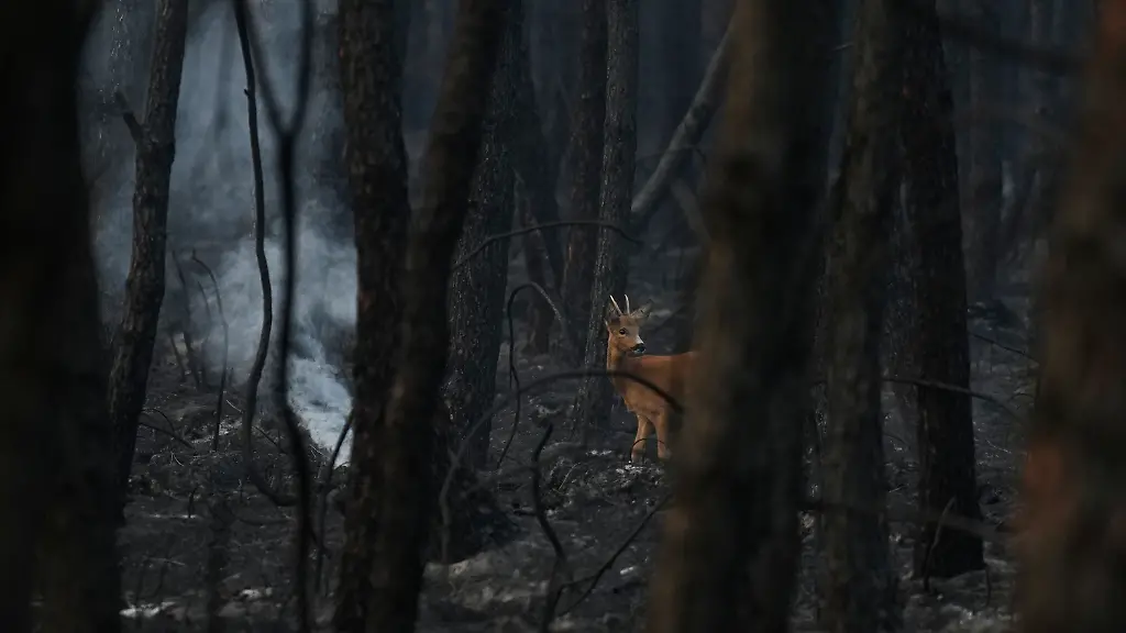 Feuerwehr kämpft gegen Waldbrände in Frankreich und Spanien