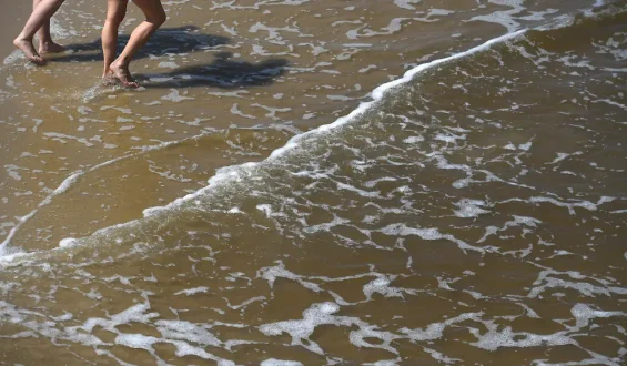 Gefährliche Vibrionen-Infektionen in der Ostsee