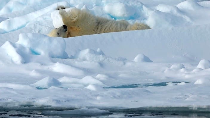 Eisbär zeigt Fitnessübungen in der Arktis