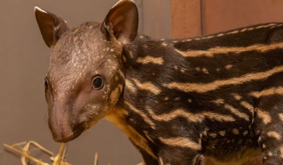 Zoo Erwartet Besonders Nachwuchs: Mini-Tapir Könnte Seine Art Retten