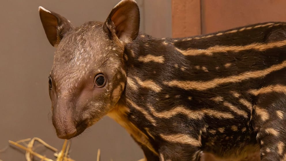 Zoo Erwartet Besonders Nachwuchs: Mini-Tapir Könnte Seine Art Retten