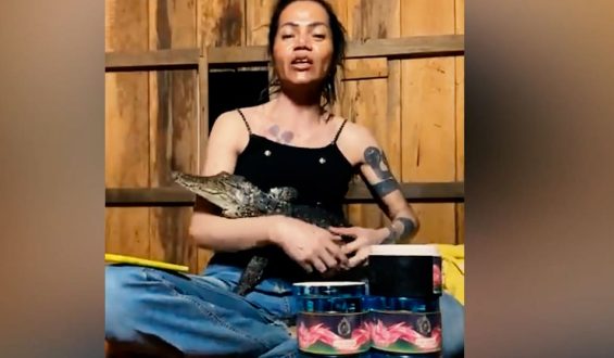 Kritik von Tierschützern: Krokodil beißt zu, mitten im Livestream