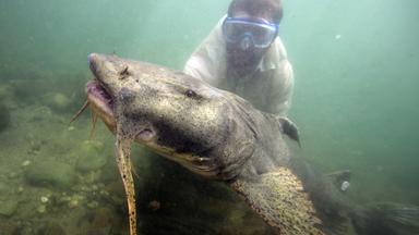 Einfluss steigender Temperaturen auf deutsche Flüsse und das neue Niedrigwasserinformationssystem