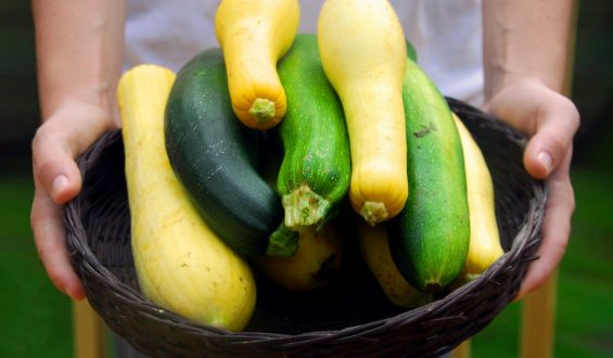 Ideen für den Überschuss an Zucchini im Gemüsegarten