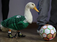 Kanadischer Fußball und patriotische Gefühle